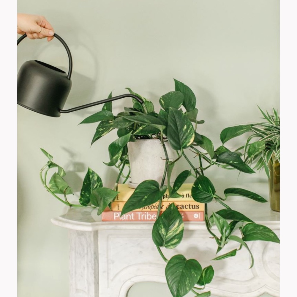 H&M Home Watering Can 🪴